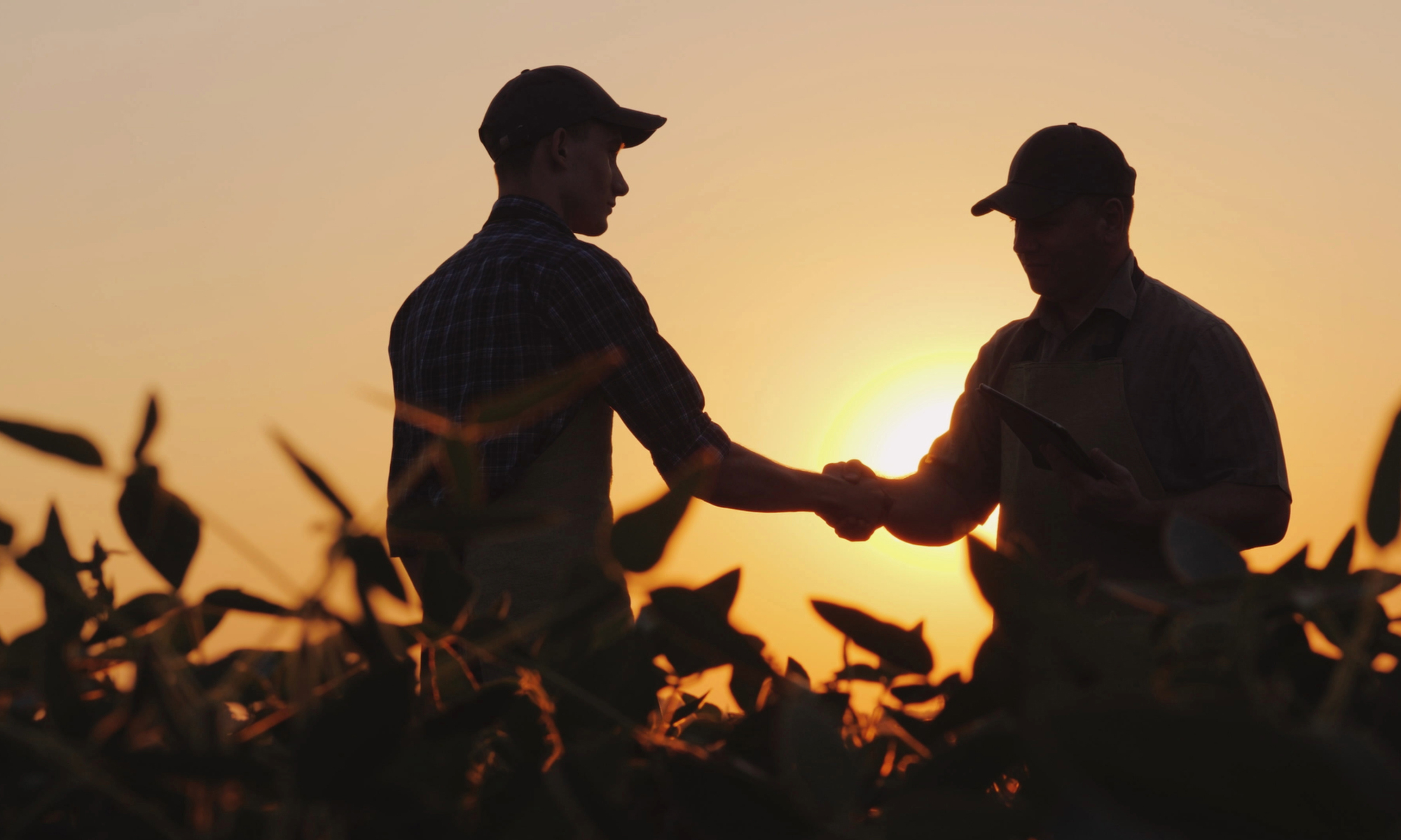 Seguro_agricola_CUIDARTE
